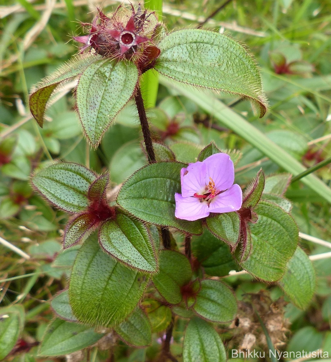 Osbeckia parvifolia Arn.